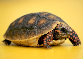 Learning from Tortoise